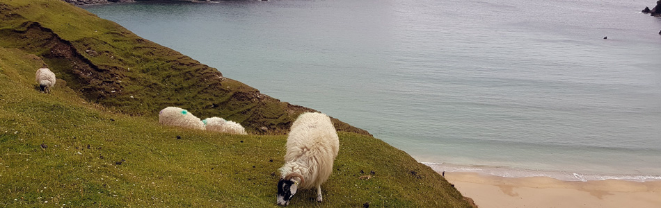 Balade à moto en Irlande, des moutons sur une colline surplombant la mer